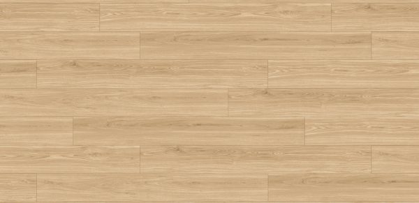Oak Montana